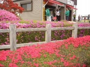 つつじ