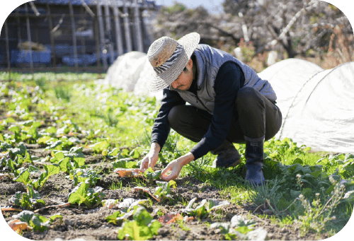 養父市が取り組む有機農業